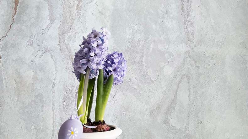planeo EVOLITH EasyFix - Naturstein Wandverkleidung Bianco Pure 600 x 300 mm - 6Stk.