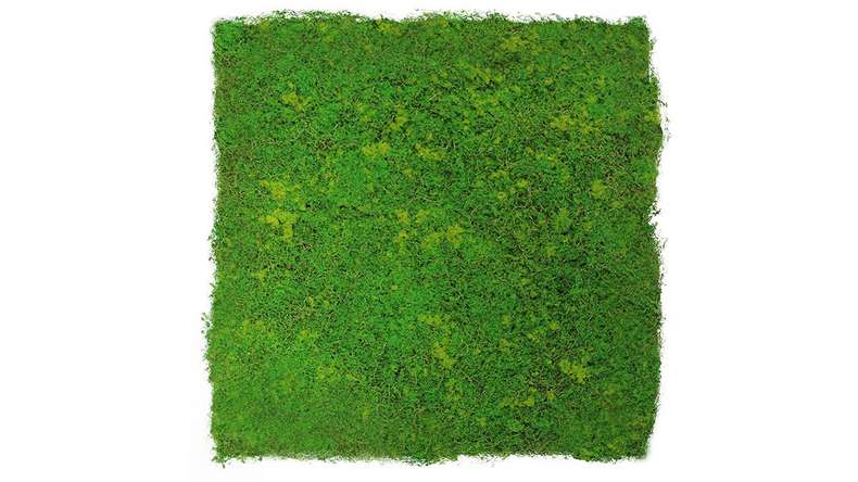 planeo Akustikpaneel - MixWall Moss Mood Light Green Fibre 52 x 52 cm | Kunst-Moos (PLMW-10211C)