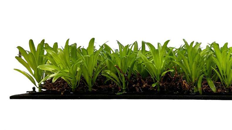 pannello acustico planeo - MixWall Living Leaf Podocarpus Tea Tree 52 x 52 cm | pianta naturale (PLMW-40111)