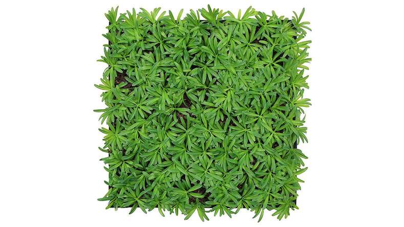 pannello acustico planeo - MixWall Living Leaf Podocarpus Tea Tree 52 x 52 cm | pianta naturale (PLMW-40111)
