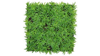 planeo Akustikpaneel - MixWall Living Leaf Podocarpus Tea Tree 52 x 52 cm | Naturpflanze (PLMW-40111)
