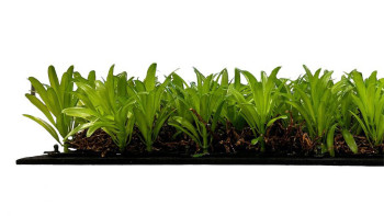 planeo Akustikpaneel - MixWall Living Leaf Podocarpus Tea Tree 52 x 52 cm | Naturpflanze (PLMW-40111)