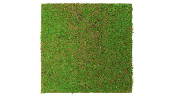 planeo Akustikpaneel - MixWall Living Leaf Light Green Coconut 52 x 52 cm | Naturpflanze (PLMW-60111)