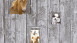 Vliestapete grau Modern Kinder Kinder Blumen & Natur Little Stars 421