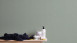 Vinyltapete grün Modern Uni Sumatra 756