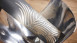 Vinyltapete Trendwall 2 Blumen & Natur Vintage Gold 593