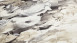 Vinyltapete Trendwall 2 Blumen & Natur Modern Grau 83