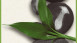 Vinyltapete Designpanel schwarz Modern Blumen & Natur Bilder pop.up Panel 651