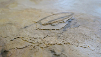 planeo EVOLITH Slate&Stone - Revêtement mural en pierre naturelle Autumn Drift 1220 x 610 mm