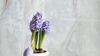 planeo EVOLITH EasyFix - Revêtement mural en pierre naturelle Bianco Pure 600 x 300 mm - 6pcs.