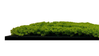 planeo Panneau acoustique - MixWall Moss Mood Lime Green 52 x 52 cm | Mousse d'art (PLMW-30211C)