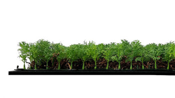 planeo Panneau acoustique - MixWall Living Leaf Thuja Tea Tree 52 x 52 cm | Plante naturelle (PLMW-50111)