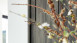 MeisterPanels lambris décor - Nova SP 3000, Acier métallique 4078 (300003-0840300-04078)