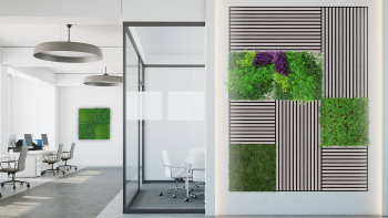 pannello acustico planeo - MixWall Living Leaf Thuja Tea Tree 52 x 52 cm | pianta naturale (PLMW-50111)