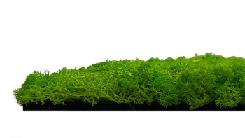 pannello acustico planeo - MixWall Living Moss Bright Green 52 x 52 cm | muschio naturale (PLMW-20111)
