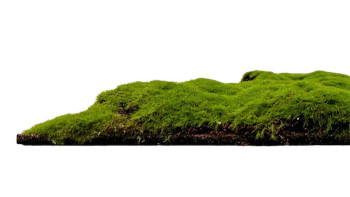 pannello acustico planeo - MixWall Moss Mood Forest Green Bulk 52 x 52 cm | Art Moss (PLMW-20211C)