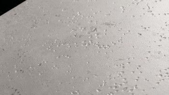 Project Floors Vinile adesivo - floors@home30 30 TR 730 (TR73030)