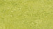 Forbo Linoleum Marmoleum - Vero chartreuse 3224 2,5